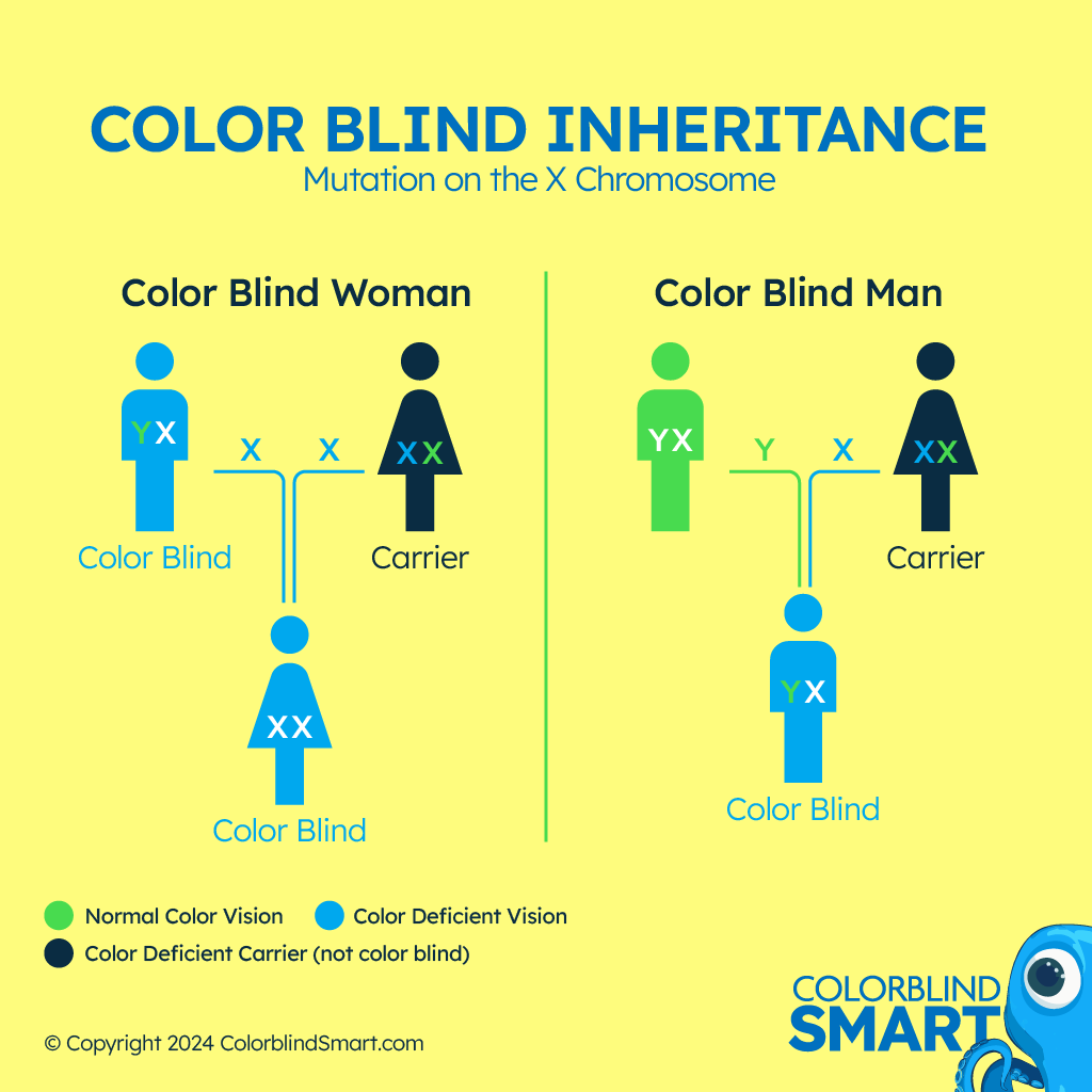 Genetic inheritance of color blindness