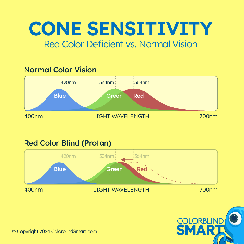 Color deficiency protan cone wavelength reponses