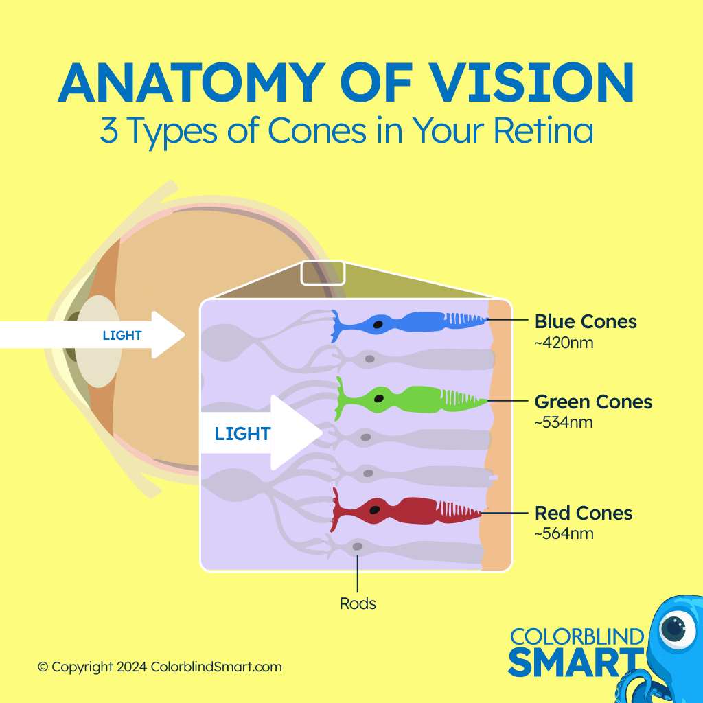 How cones work in your retina